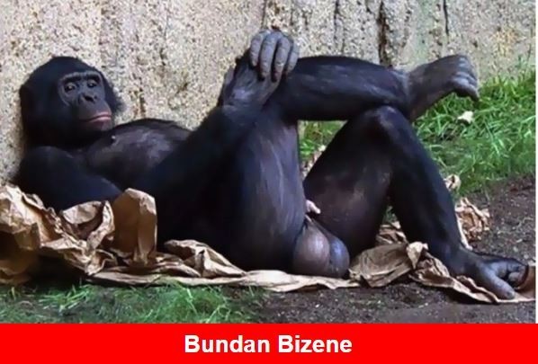 Arkadaşlar bu evlilik hakkında düşünceleriniz?