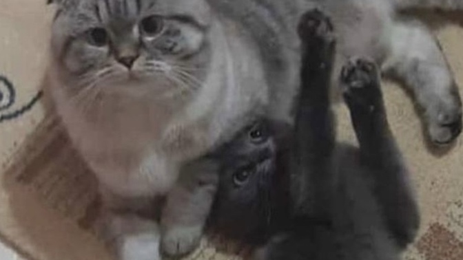Bu kedi sizce ne zaman doğurur?