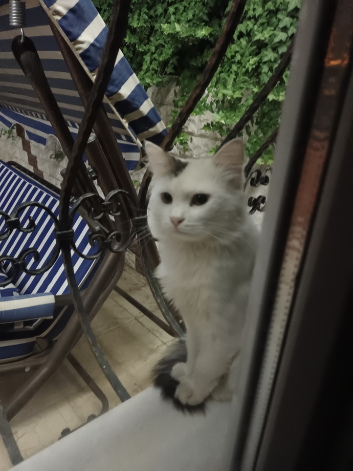Bu kedi erkek mi dişi mi?