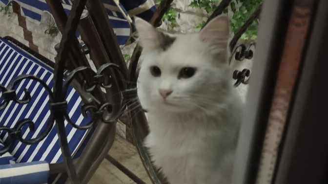 Bu kedi erkek mi dişi mi?