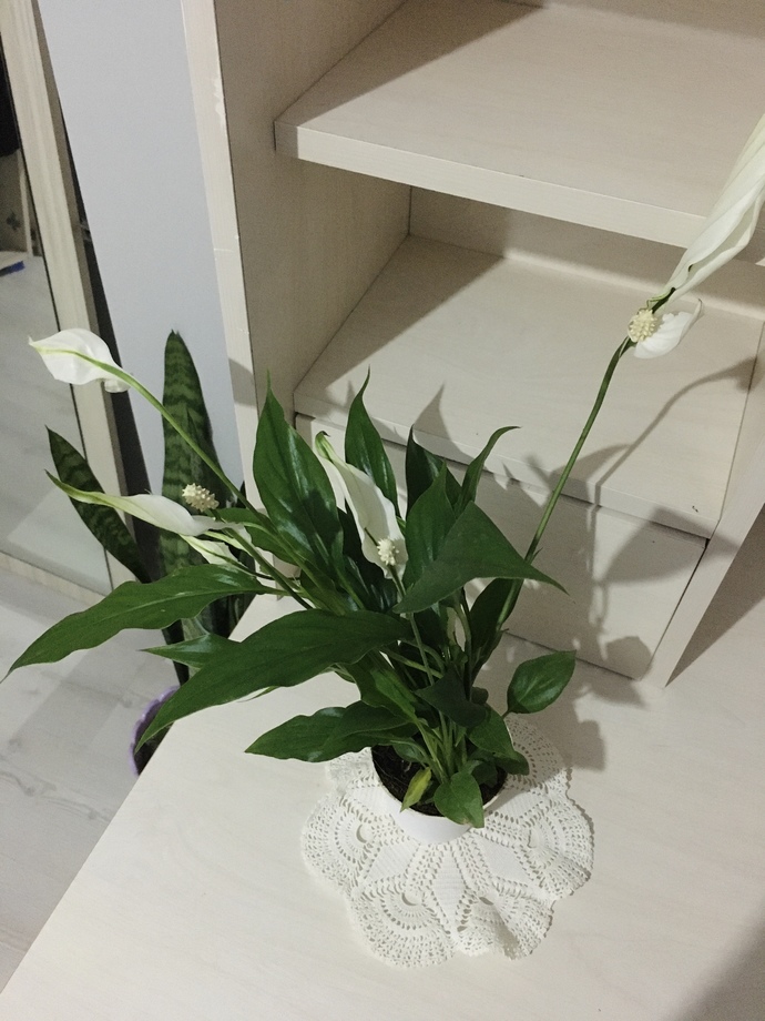Markette böyle bir çiçek gördüm aşık oldum. Bunun adı ne?