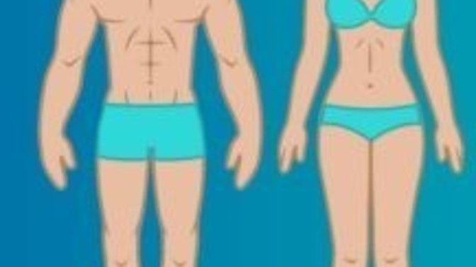 Kadın ve erkeklerde bulunan vücuttaki en nemli organ nedir?