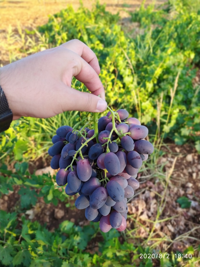 Ne yapıyorsun en sevdiğiniz meyve nedir?