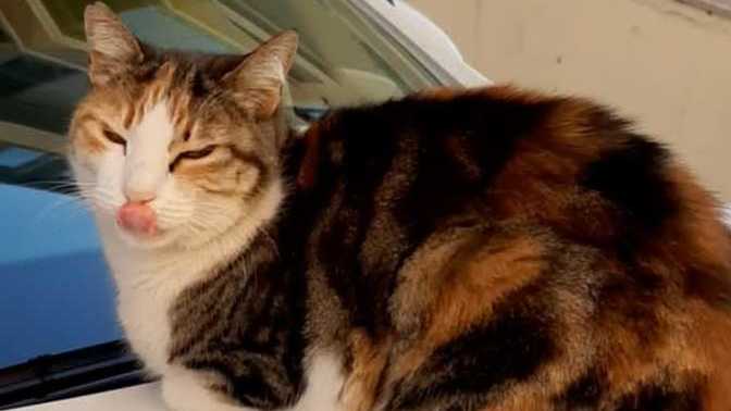 Şu kedinin tatlılığına bakın! Çok şeker değil mi?