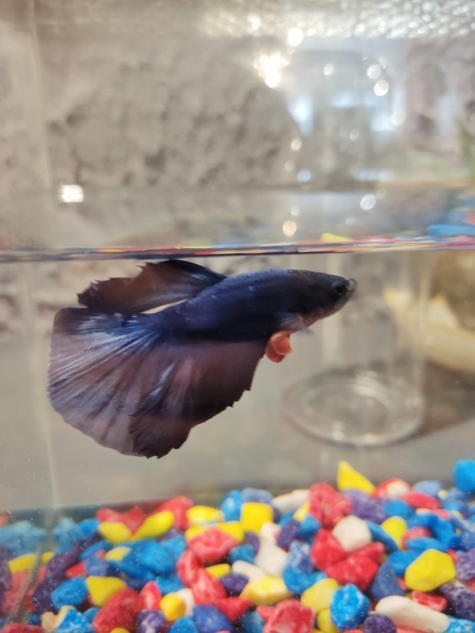 Bu yakışıklı balığın adı sizce ne olsun? 🐠