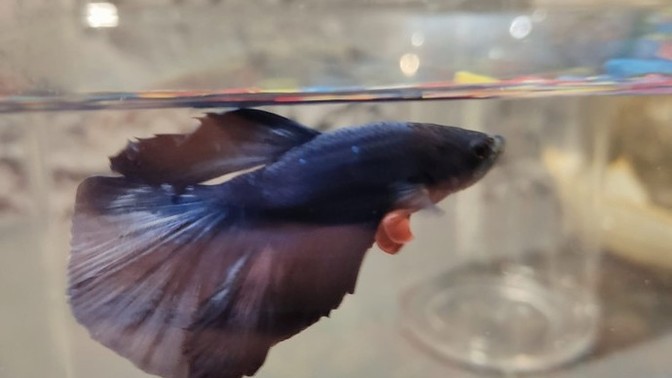 Bu yakışıklı balığın adı sizce ne olsun? 🐠