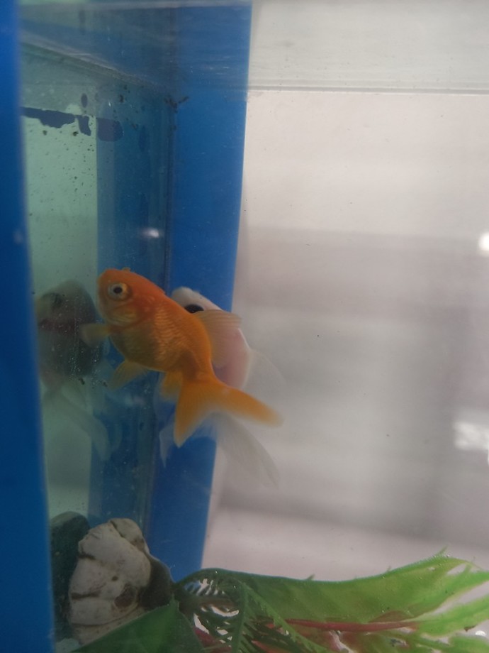 Japon balıklarıma merhaba diyin! İsimleri ne olsun? 🐠