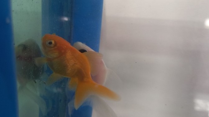 Japon balıklarıma merhaba diyin! İsimleri ne olsun? 🐠