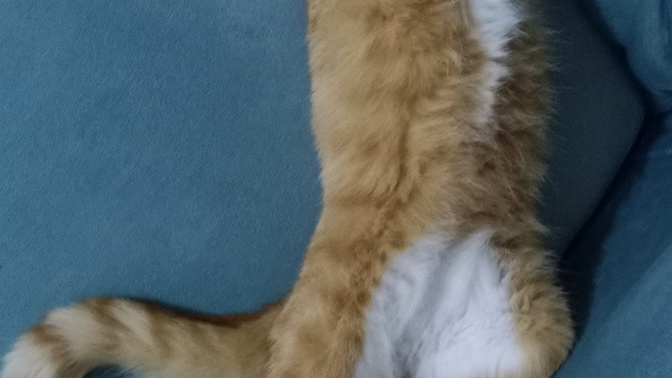 Kedim çok garip uyuyor değil mi?