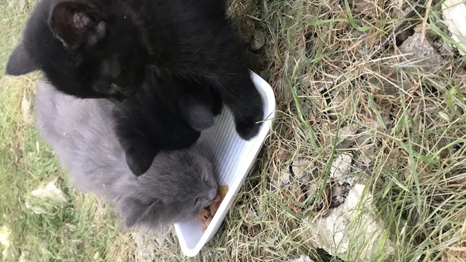 Sokakta gördüğünüz hayvanları besliyor musunuz?