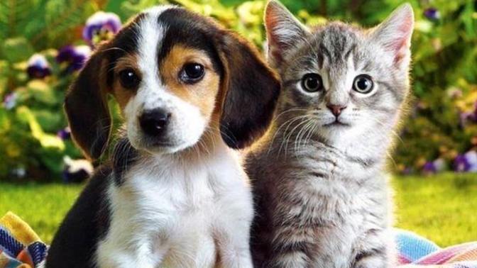 Kedileri mi yoksa köpekleri mi daha çok seversiniz?