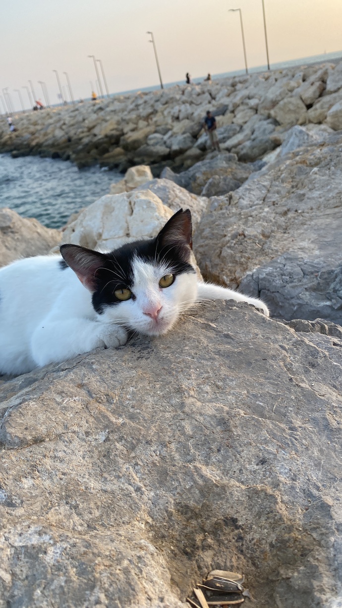 Sahilde modellik yapan kedi gördüm, nasıl ama?