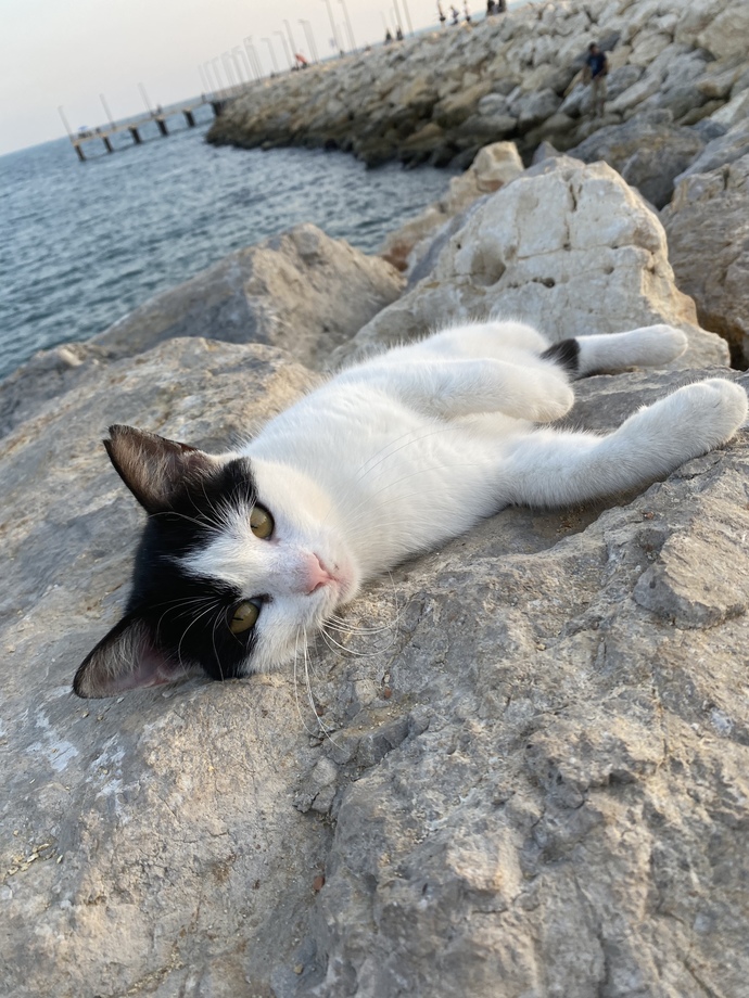 Sahilde modellik yapan kedi gördüm, nasıl ama?
