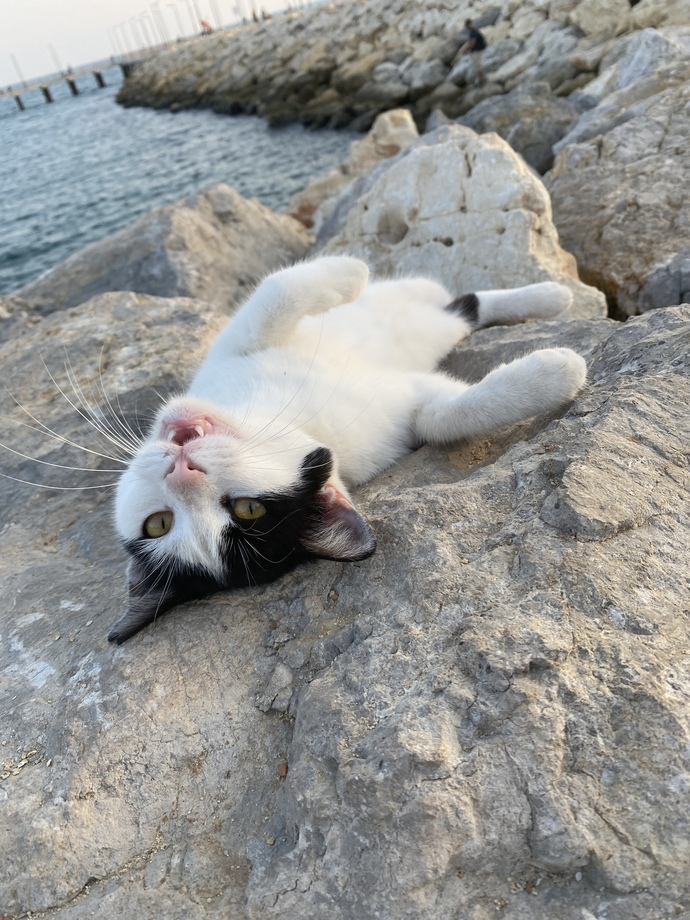 Sahilde modellik yapan kedi gördüm, nasıl ama?