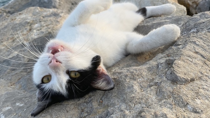 Sahilde modellik yapan kedi gördüm, nasıl ama?