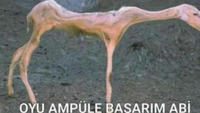 Bu tipler hakkında ne düşünüyorsunuz?