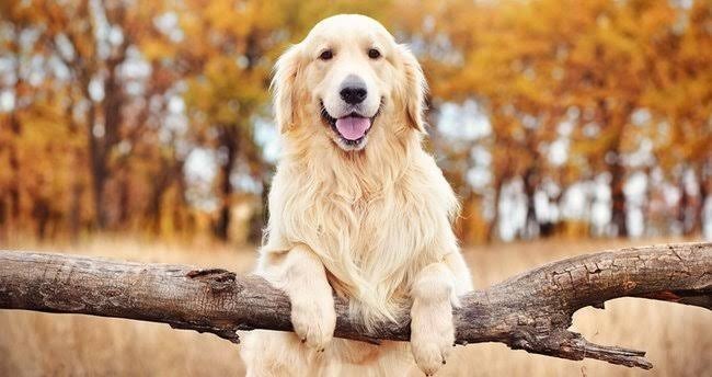 İleride imkanım olursa kedi mi beslemeliyim, köpek mi?