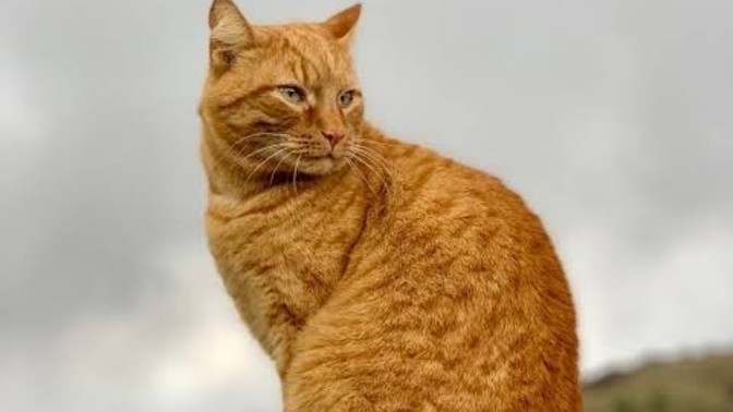 İleride imkanım olursa kedi mi beslemeliyim, köpek mi?