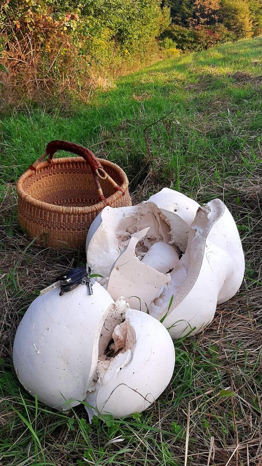 Mantar toplamak zevkli midir?