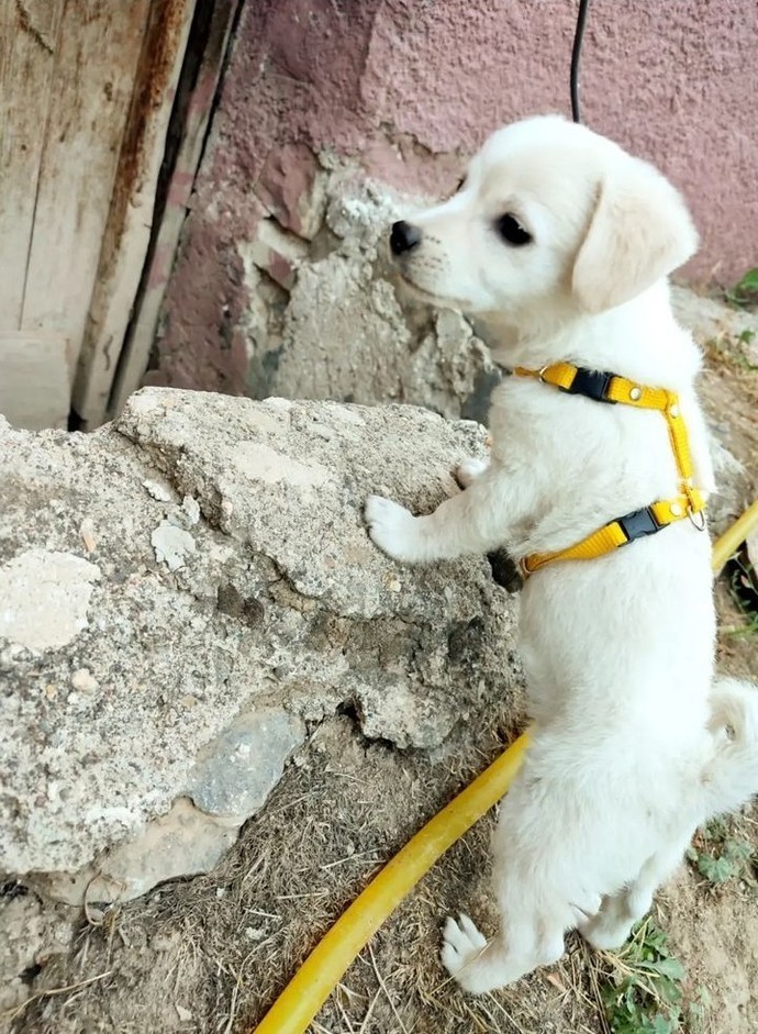 Köpeğimin cinsini nasıl öğrenirim?