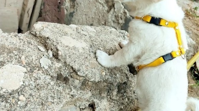 Köpeğimin cinsini nasıl öğrenirim?