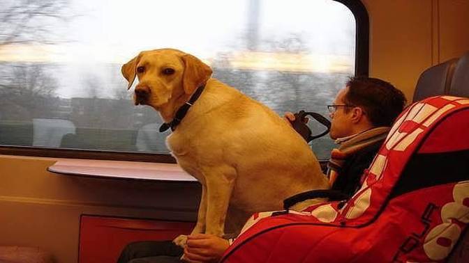 İstanbul'da toplu taşımalarda evcil hayvanlar da seyahat edebilecek. Bu kararı sevdin mi?