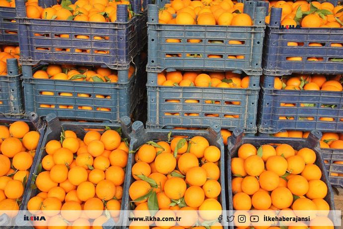 Mandalinaları beğenmedi, pazarcıları kurşuna dizdi! Mandalina sever misiniz?