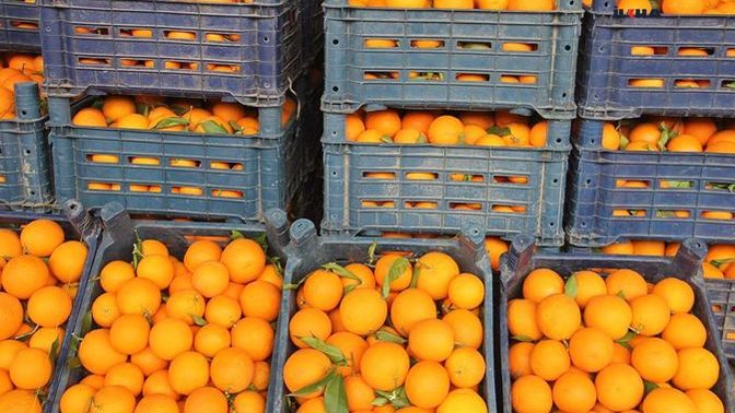 Mandalinaları beğenmedi, pazarcıları kurşuna dizdi! Mandalina sever misiniz?