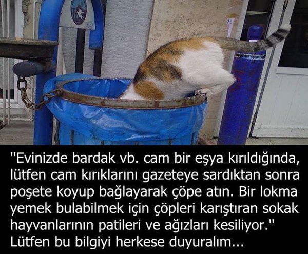 Bugün 4 Ekim Hayvanları Koruma Günü! Hayvanlar için neler yapıyorsunuz 😻?