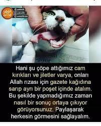 Bugün 4 Ekim Hayvanları Koruma Günü! Hayvanlar için neler yapıyorsunuz 😻?