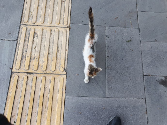 Bugün 4 Ekim Hayvanları Koruma Günü! Hayvanlar için neler yapıyorsunuz 😻?