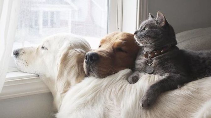 Bugün 4 Ekim Hayvanları Koruma Günü! Hayvanlar için neler yapıyorsunuz 😻?