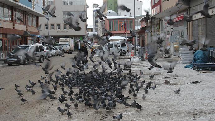 Arabalar caddede gezen güvercinleri görünce neden durmuyor?