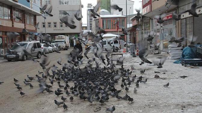 Arabalar caddede gezen güvercinleri görünce neden durmuyor?