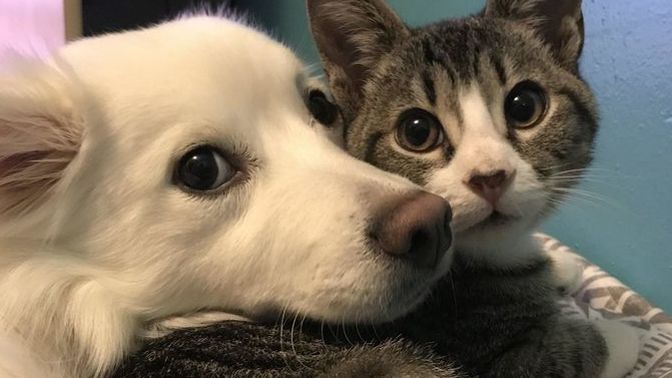 Kedi sahibi olmak mı daha fazla sorumluluk istiyor yoksa köpek sahibi olmak mı?