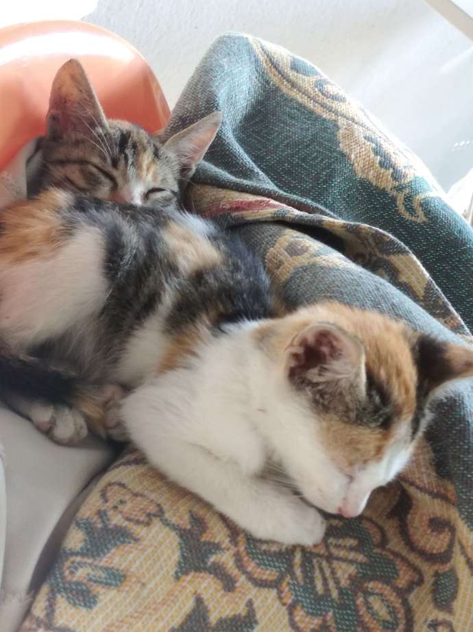 Köpeğim kedilerime karşı çok agresif saldırgan. Alışırlar mı?