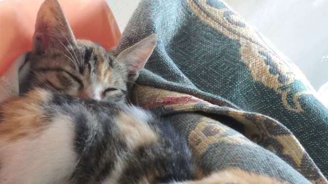 Köpeğim kedilerime karşı çok agresif saldırgan. Alışırlar mı?