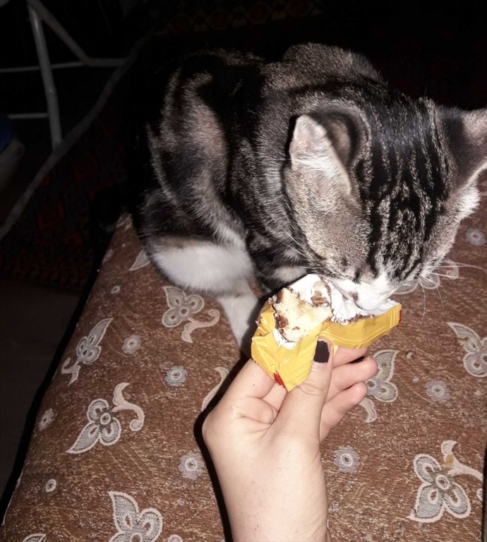 Bugün '4 Ekim Dünya hayvanlar gününde' bir hayvan sevdiniz veya beslediniz mi?