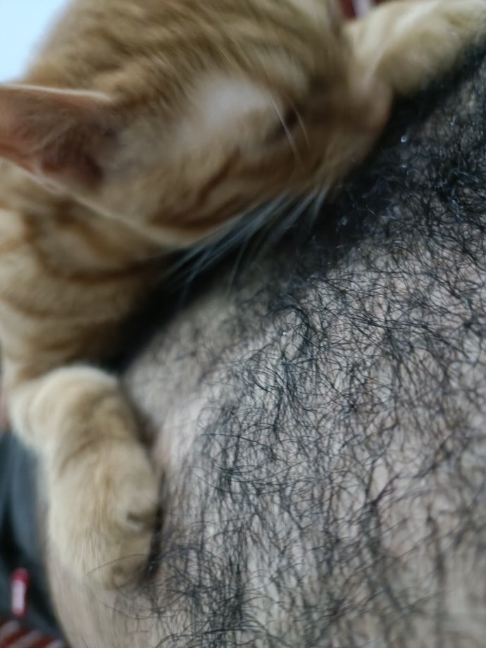 Kedim kıllı vücudumu yalamayı çok seviyor niye?