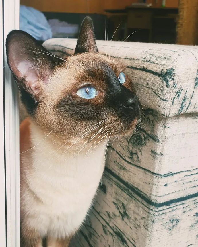 En sevdiğiniz kedi cinsi nedir?
