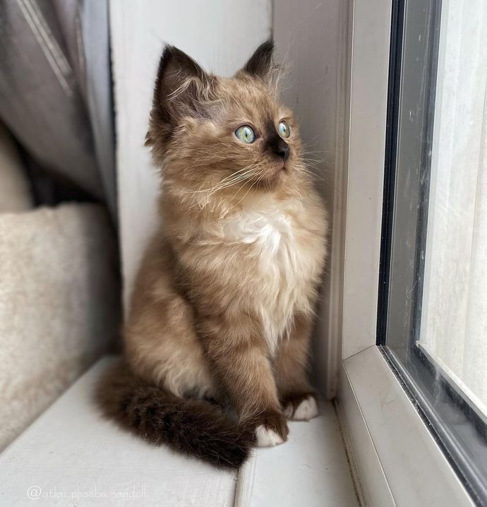 En sevdiğiniz kedi cinsi nedir?
