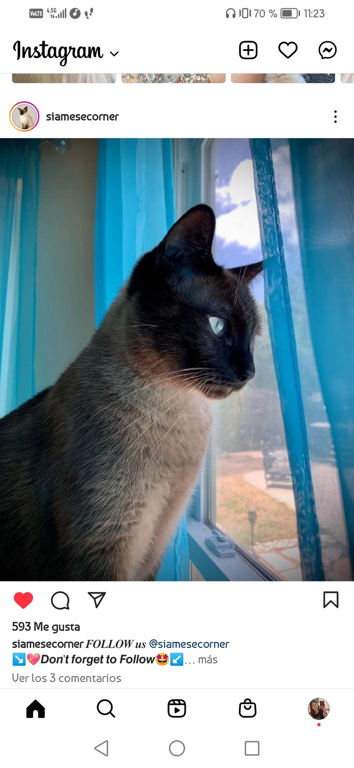 En sevdiğiniz kedi cinsi nedir?
