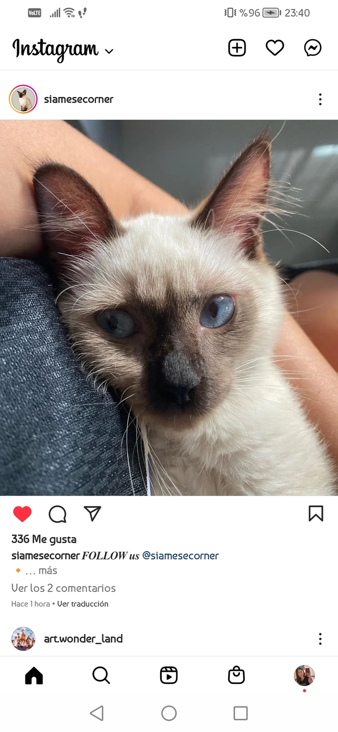 En sevdiğiniz kedi cinsi nedir?