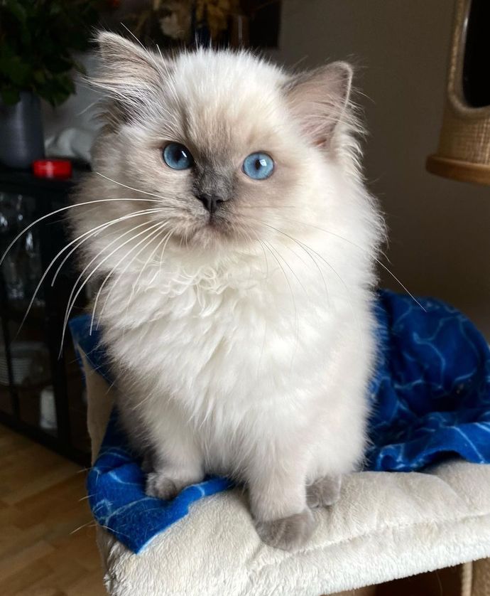 En sevdiğiniz kedi cinsi nedir?