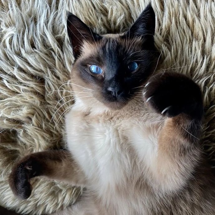 En sevdiğiniz kedi cinsi nedir?