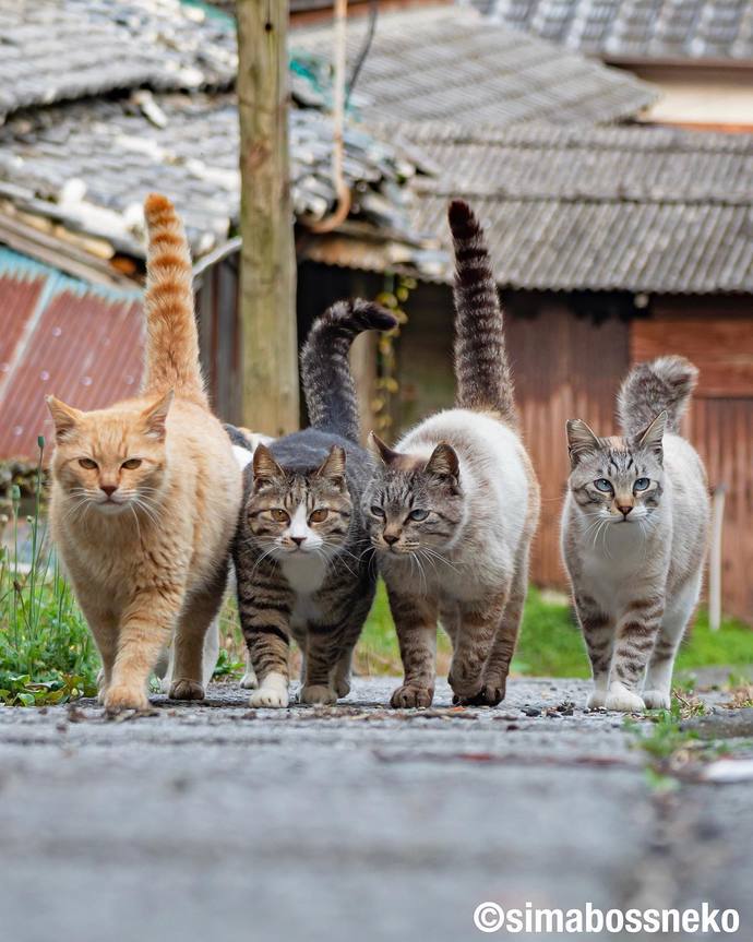 En sevdiğiniz kedi cinsi nedir?