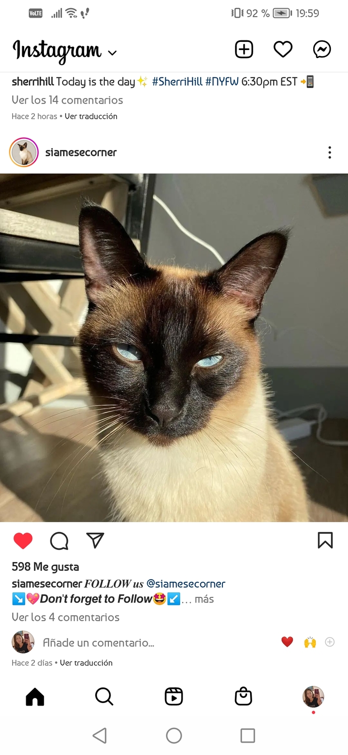 En sevdiğiniz kedi cinsi nedir?