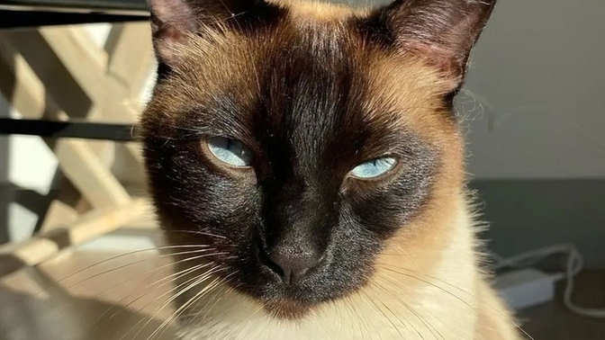 En sevdiğiniz kedi cinsi nedir?