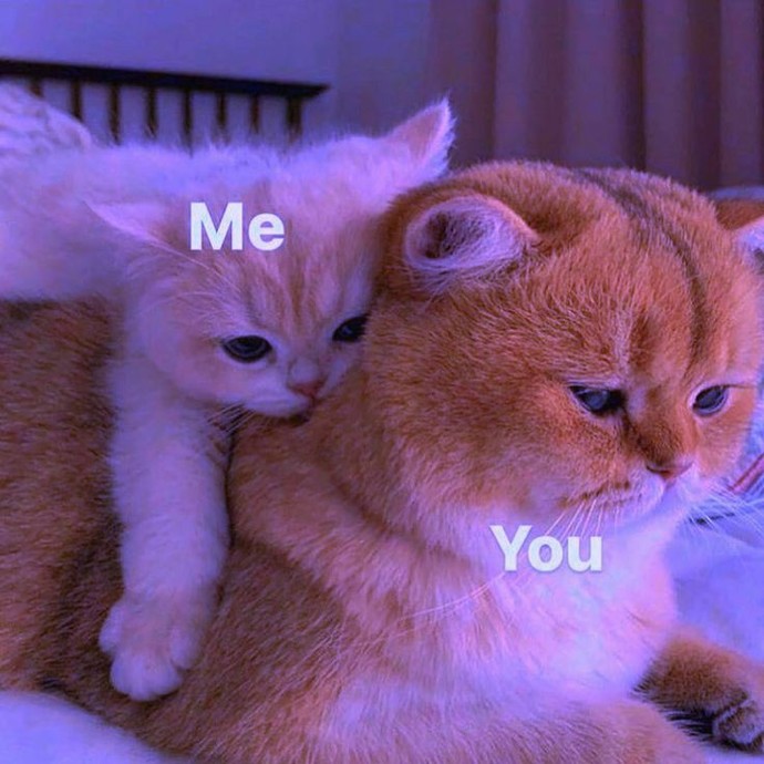 Kedi🙄