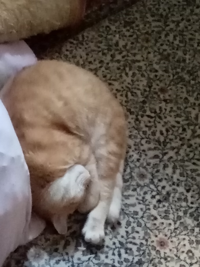Kediler çok değişik uyumuyor mu?